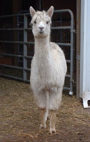 Alpaca For Sale - Whisper Wing's Perucoyo Apache at Abundant Blessings Alpacas & More